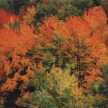 New Hampshire Fall Foliage/ Jesienne motywy roślinne z New Hampshire